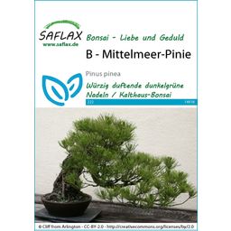 Saflax Bonsai - Mediterranean Pine