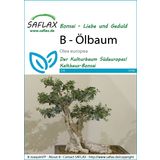 Saflax Bonsai - Olivträd