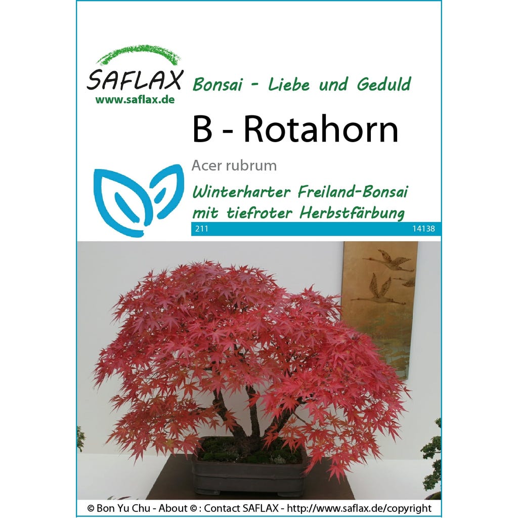 bonsai ginseng ficus microcarpa Ficus microcarpa | Ficus Ginseng Bonsai