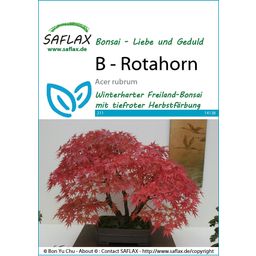 Saflax Bonsai - Rotahorn