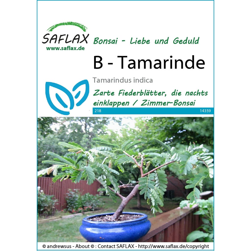 Saflax Bonsai - Tamarind, 1 Package - Bloomling International