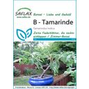 Saflax Bonsai - Tamarinde - 1 Pkg