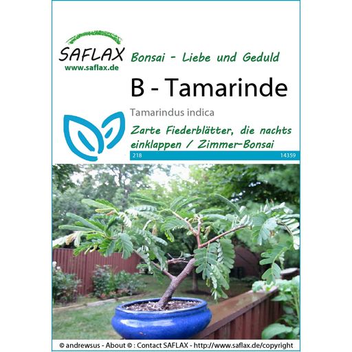 Saflax Bonsai - Tamarinde - 1 Pkg