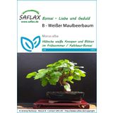 Saflax Bonsai - Weißer Maulbeerbaum
