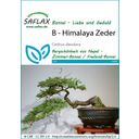 Saflax Bonsai - Himalayaceder - 1 Paket