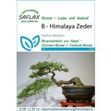 Saflax Bonsai - himalajska cedra
