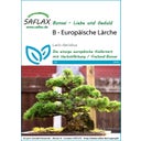 Saflax Bonsai - Europese Lariks - 1 Verpakking