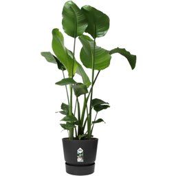 elho greenville Planter Round 30 cm - Living Black