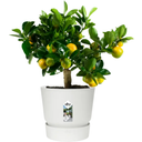 elho greenville Planter Round 30 cm - White