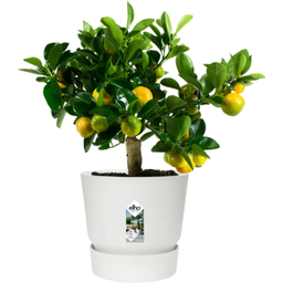 elho greenville Planter Round 30 cm - White