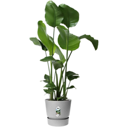 elho greenville Planter Round 30 cm - Living Concrete