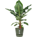 elho greenville Pot Round 40 cm - Leaf Green