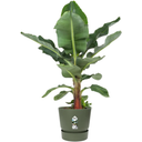 elho greenville Planter Round 47 - Leaf Green