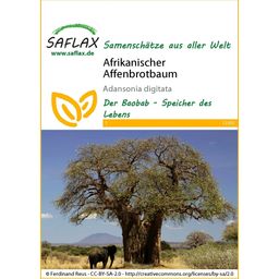 Saflax Afrikanischer Affenbrotbaum - 1 Pkg