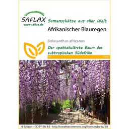 Saflax Afrikanischer Blauregen - 1 Pkg