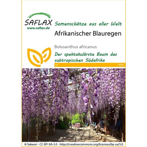 Saflax Afrikanischer Blauregen - 1 Pkg
