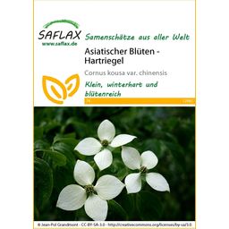 Saflax Asiatischer Blüten - Hartriegel - 1 Pkg