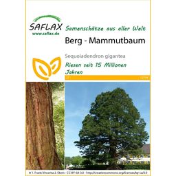 Saflax Berg - Mammutbaum