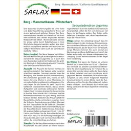 Saflax Berg - Mammoetboom - 1 Verpakking