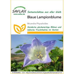 Saflax Blauwe Lantaarnbloem - 1 Verpakking