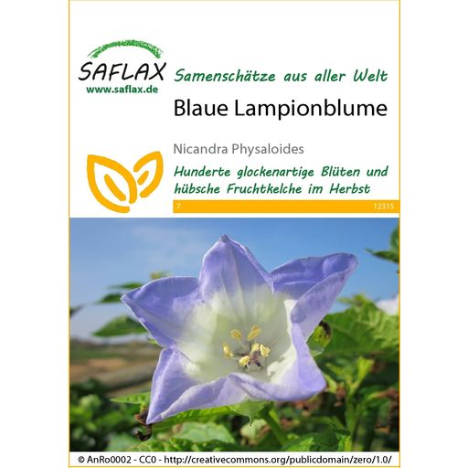 Saflax Blaue Lampionblume - 1 Pkg