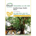 Saflax Buddha-Feige / Bodhi-Baum - 1 Pkg