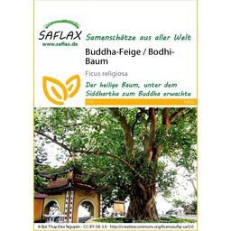 Saflax Bodhiboom - 1 Verpakking