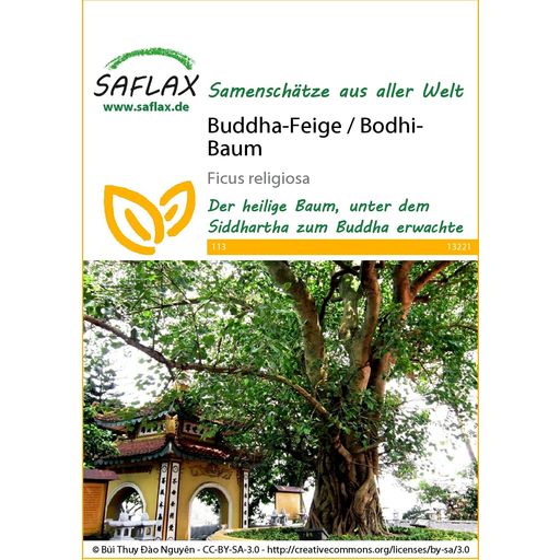 Saflax Buddha-Feige / Bodhi-Baum - 1 Pkg