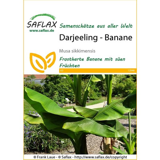 Saflax Darjeeling - Banane - 1 Pkg