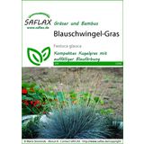 Saflax Blauschwingel-Gras