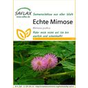 Saflax Echte Mimosa - 1 Verpakking