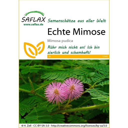 Saflax Echte Mimose - 1 Pkg