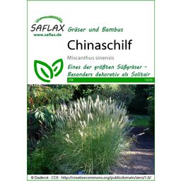 Saflax Chinaschilf - 1 Pkg