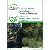 Saflax Velikanska peresna trava
