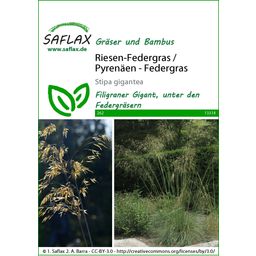 Saflax Riesen-Federgras / Pyrenäen - Federgras