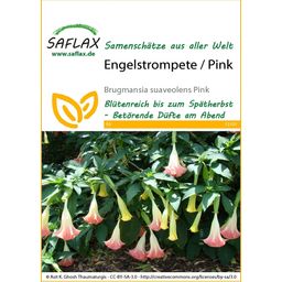 Saflax Engelentrompet / Roze - 1 Verpakking