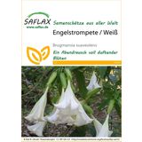 Saflax Engelentrompet / Wit