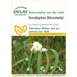 Saflax Eucalyptus (Bicostata)