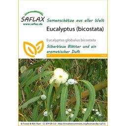 Saflax Eucalyptus (bicostata) - 1 sachet