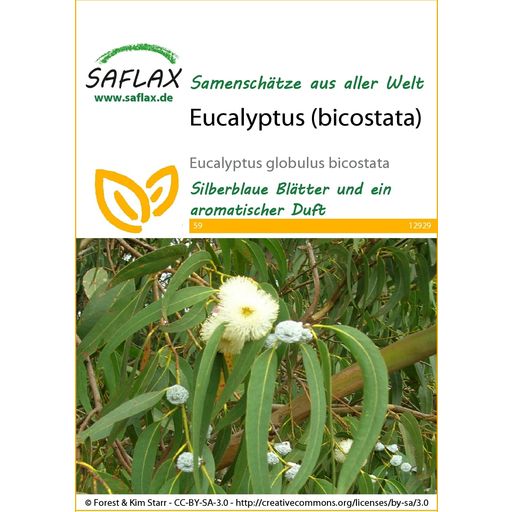 Saflax Eucalyptus (bicostata) - 1 sachet