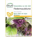 Saflax Fekete denevér virág - 1 csomag