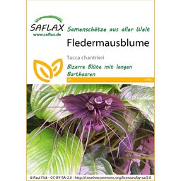 Saflax Black Bat Flower - 1 Pkg
