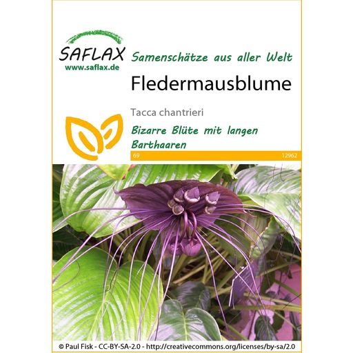 Saflax Black Bat Flower - 1 Pkg