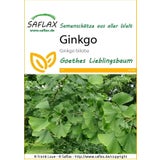 Saflax Ginkgo