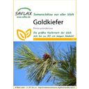 Saflax Goldkiefer - 1 Pkg