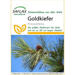 Saflax Gele Den - 1 Verpakking