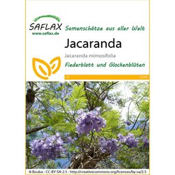 Saflax Jacaranda - 1 Verpakking