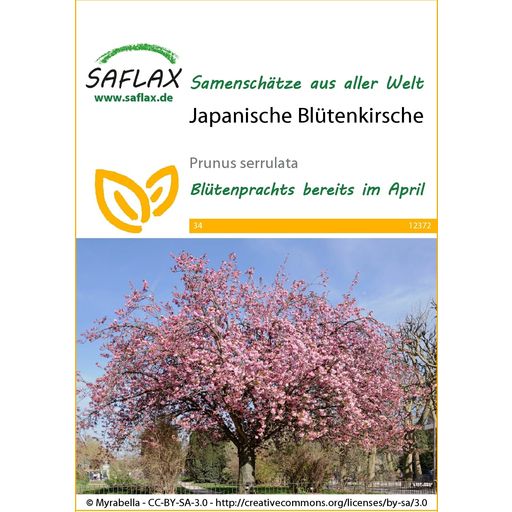 Saflax Japanische Blütenkirsche - 1 Pkg