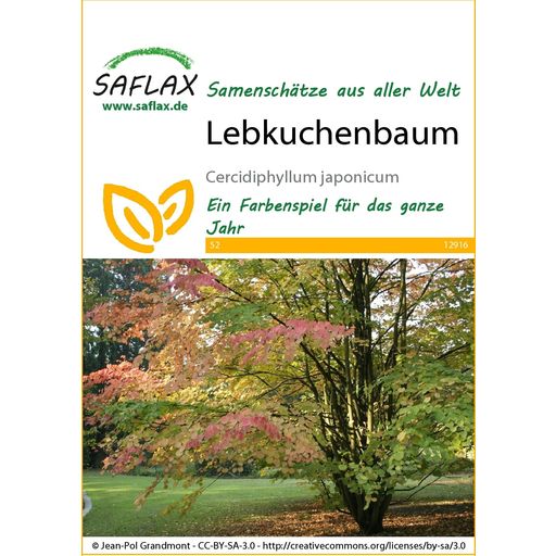Saflax Lebkuchenbaum - 1 Pkg
