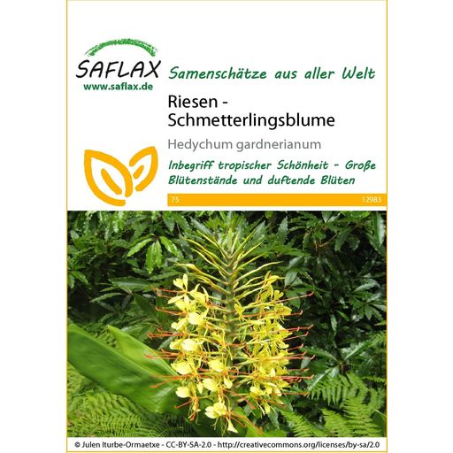 Saflax Riesen - Schmetterlingsblume - 1 Pkg